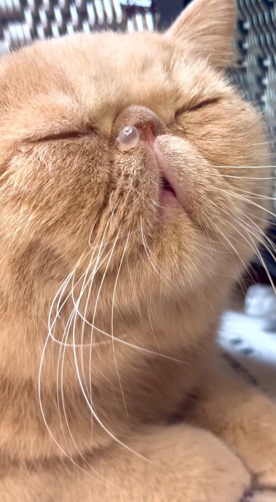 伏せをしたまま眠る猫