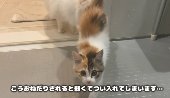 風呂場に入ってきた猫