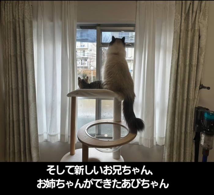 キャットタワーに乗る子猫と成猫