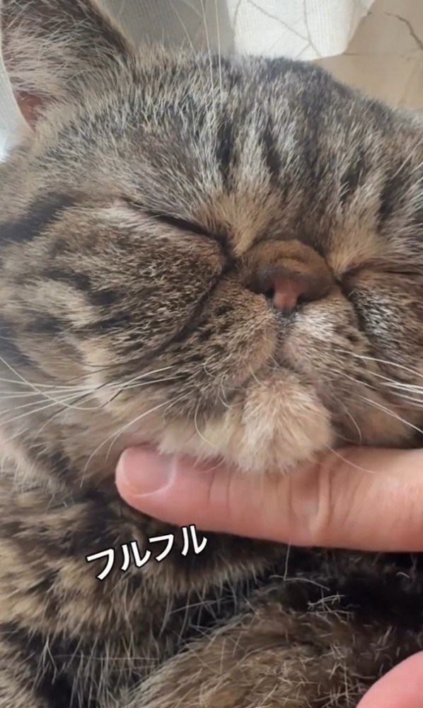 あごを撫でられる猫