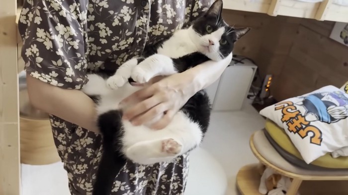 ママさんに抱っこされる猫ちゃん