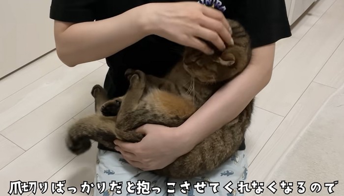 赤ちゃん抱っこをされる猫(つめきりばっかりだと抱っこさせてくれなくなるので)