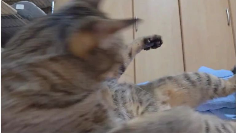 遊んでいる猫