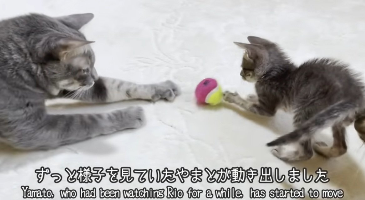 先住猫とボールで遊ぶ子猫