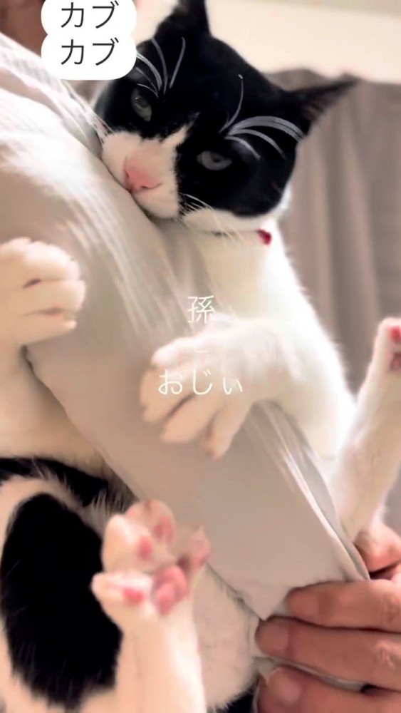 人の腕を噛む猫