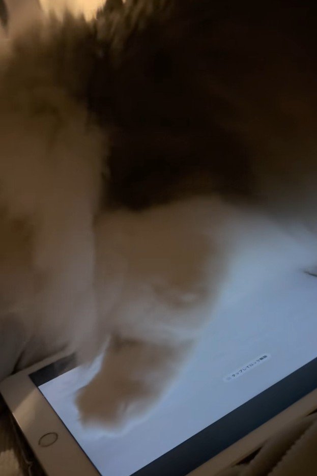 画面上のネズミを追いかける猫