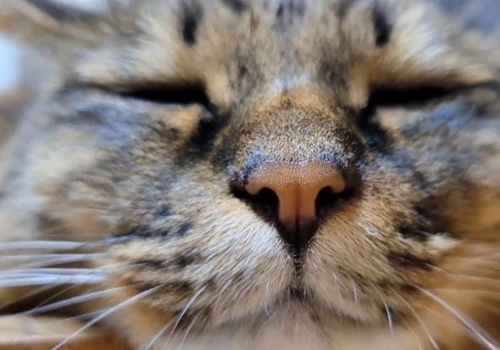 目を閉じる猫