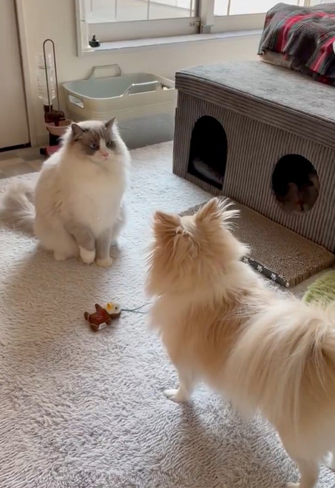 おもちゃを渡す犬