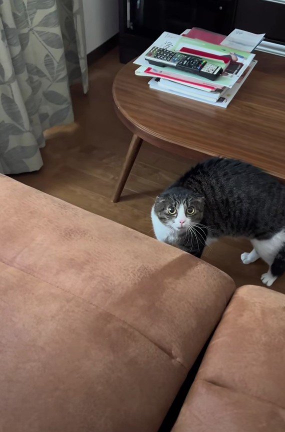 警戒しているはなちゃん