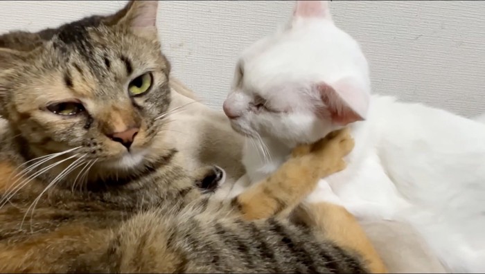 白猫に前足を回して抱きしめる麦わら猫