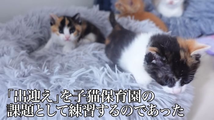 子猫たちのお出迎えの様子