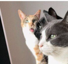 窓際にいる8匹の猫