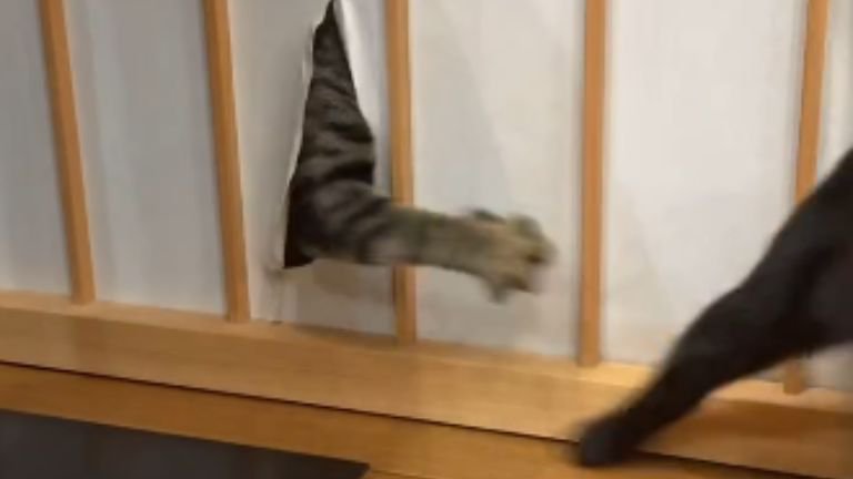 破れた障子と猫