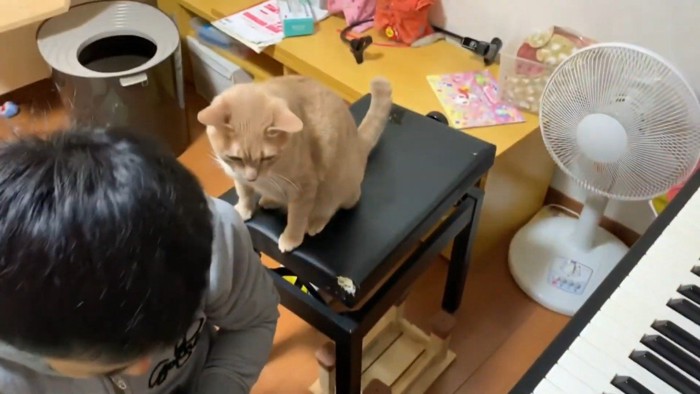 後ろから見るひのきちゃん