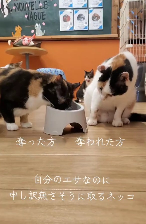 ご飯を食べる2匹の猫