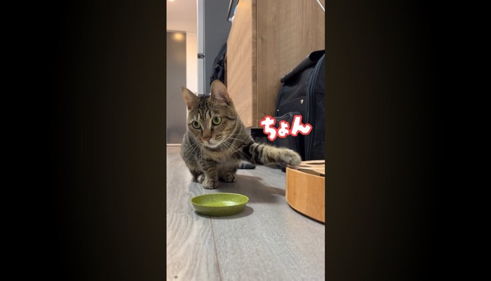 斜めを向いてちょん