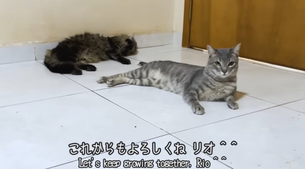 床でくつろぐキジトラ猫