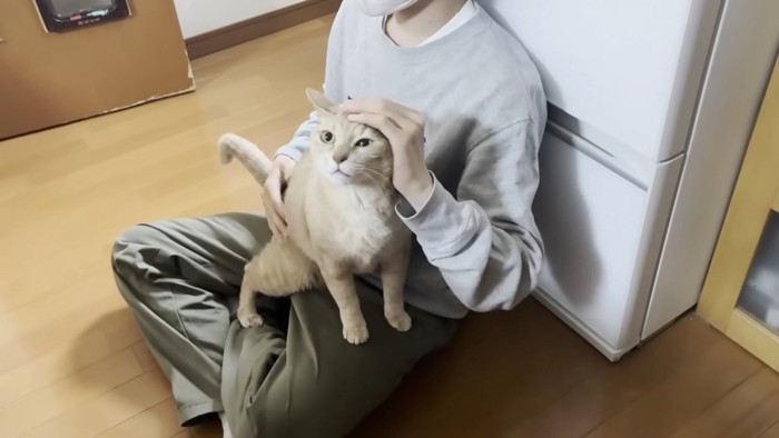 座る人の足に乗り、頭をなでられている猫