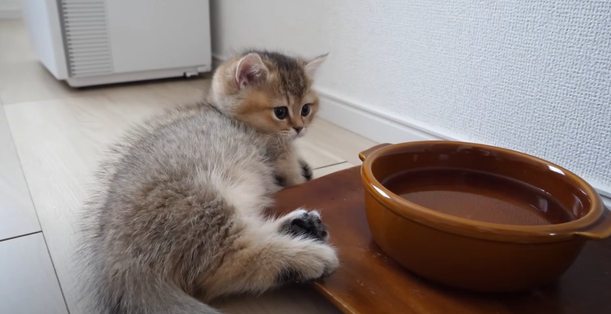 水のお皿の近くで寝そべる子猫