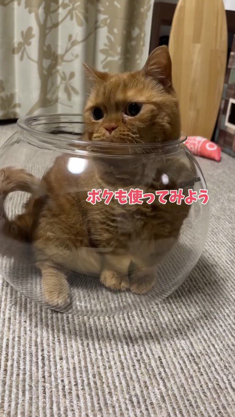 鉢の中に入った猫