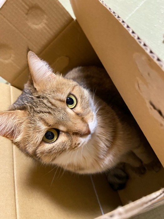 箱の中にいる猫