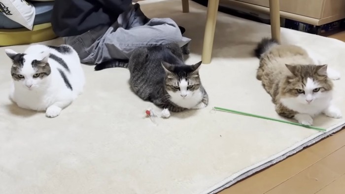 等間隔に並んで座り込む3匹の猫