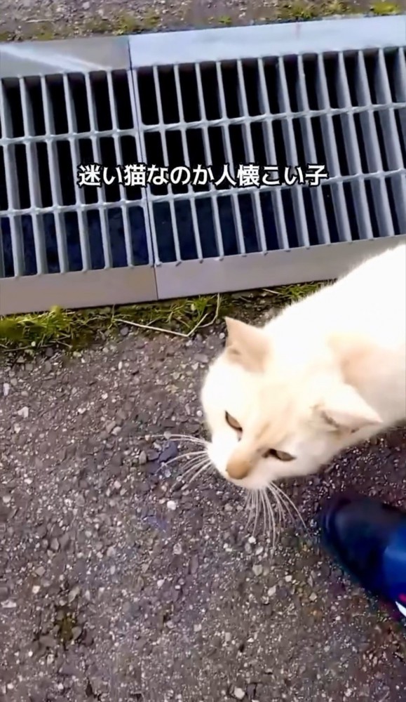 足元の猫