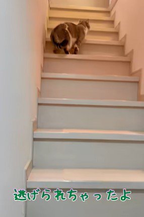 パパさんから離れていく猫