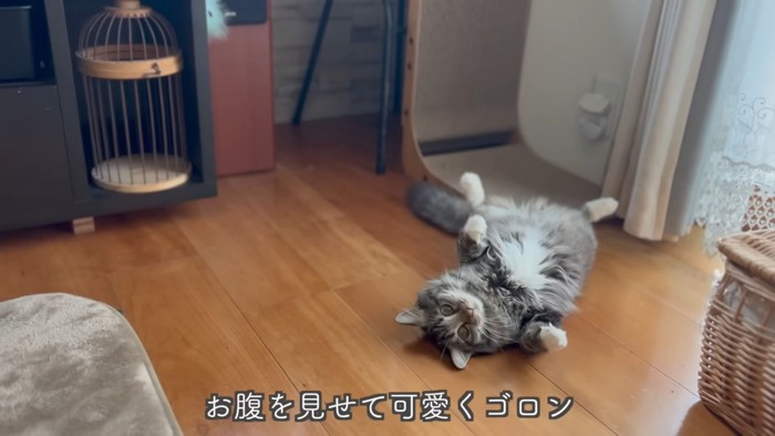 テロップ「お腹を見せて~」