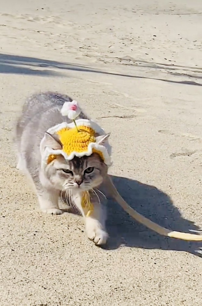 帽子をかぶって散歩する子猫