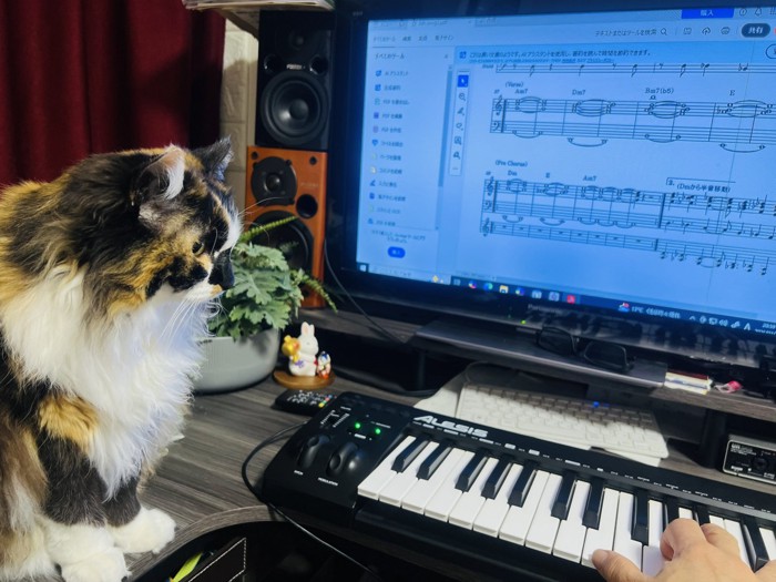キーボードを見る猫