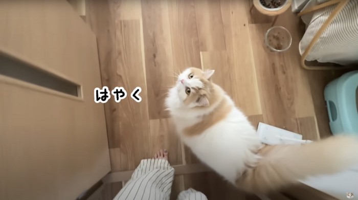 飼い主を見上げる猫