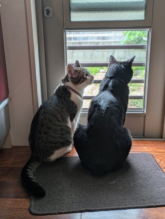 窓の外を見る2頭の猫