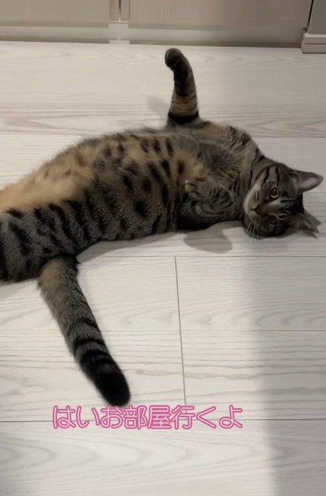 手足をのばしてろうかでへそ天で寝ている猫