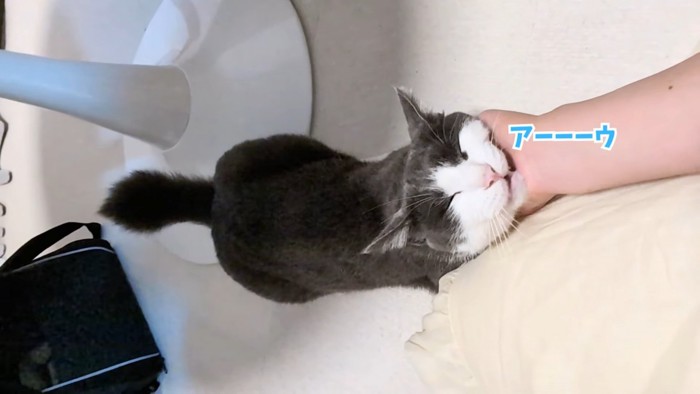 テロップ「アーーーウ」