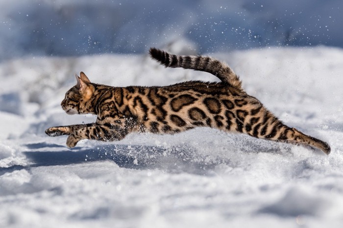 雪の上を走る猫