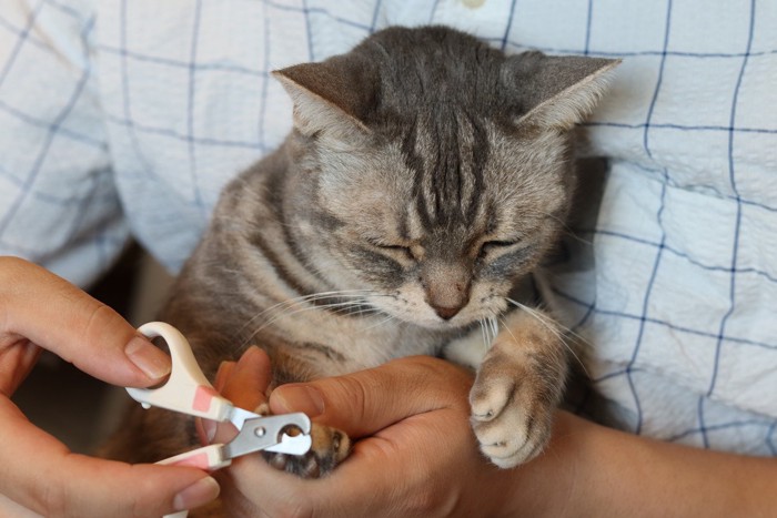 猫を抱えて爪を切る人