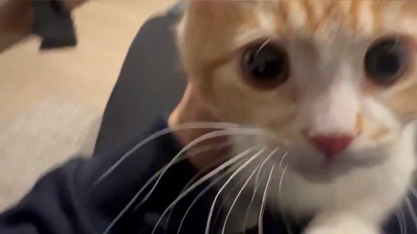 カメラに近づく猫%のどを鳴らして飼い主さんに接近