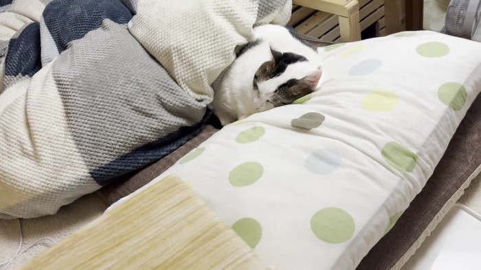 娘さんのベッドで眠る豆大福さん