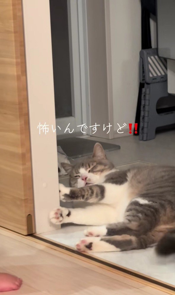 驚いている猫