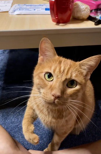 座って鳴いている猫