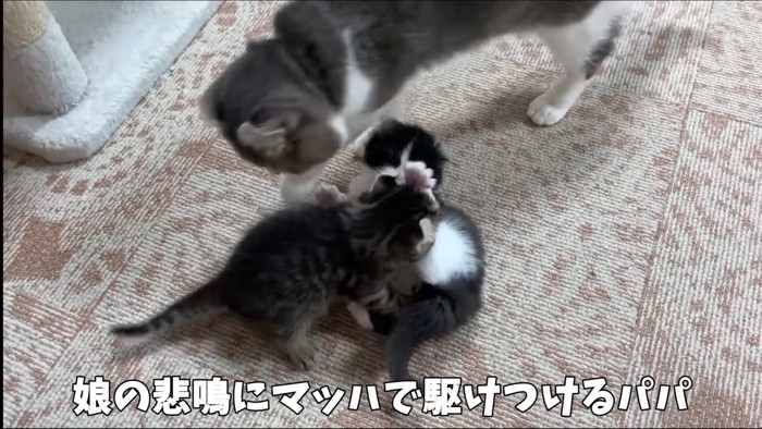 じゃれる子猫たち