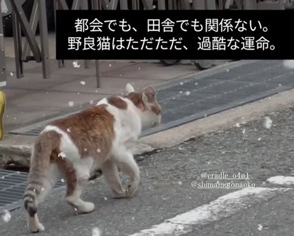 道路を歩く猫