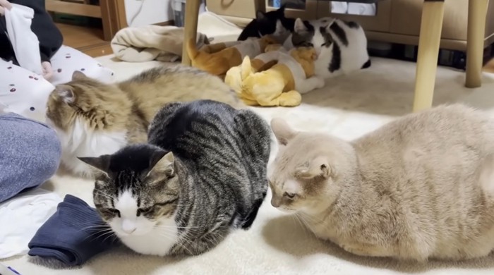 飼い主のそばで香箱座りする猫達