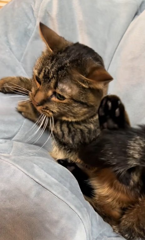 クッションで体勢を立て直すマンチカン