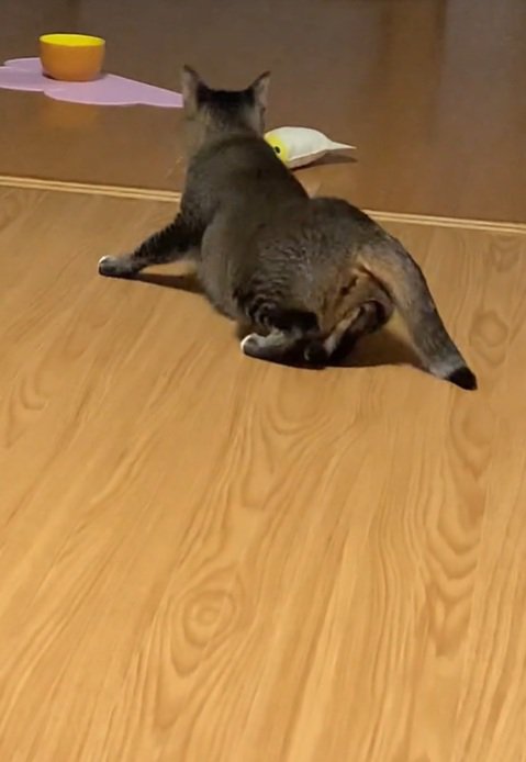 重い腰をあげる猫