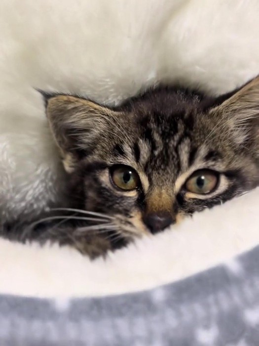 猫ベッドに潜る子猫