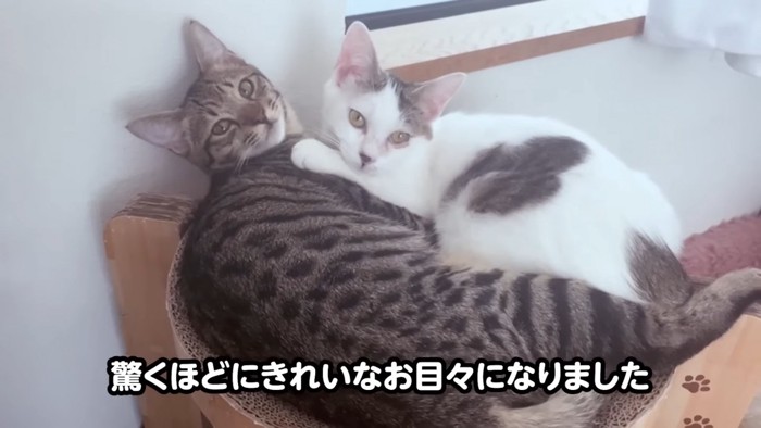 くっついている2匹の猫