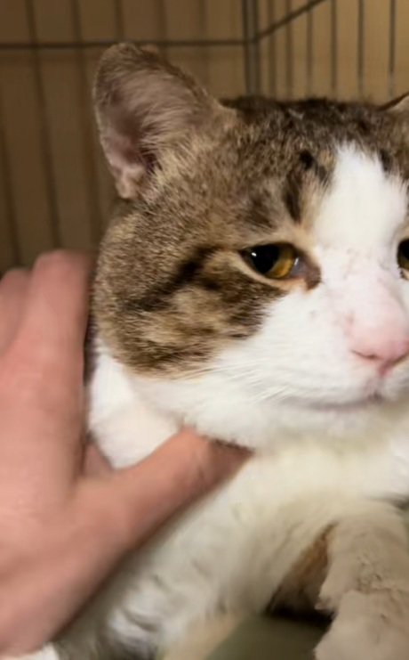 首を撫でられている猫