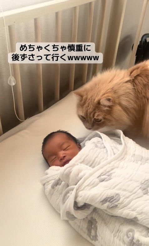 新生児を至近距離から見つめる茶色猫